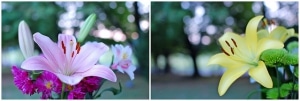 PinkFlower1-horz