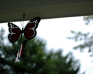 butterflies