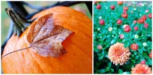 pumpkin1-horz