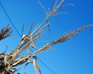 corn1