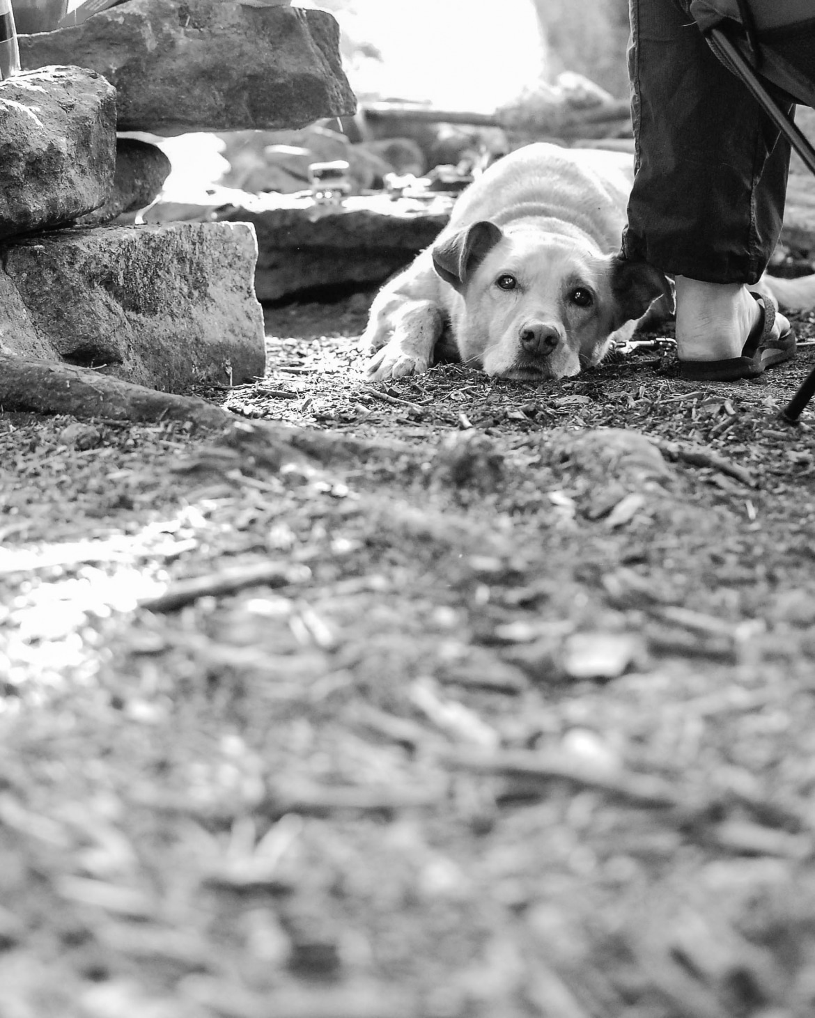 BP_Reids_7_BW